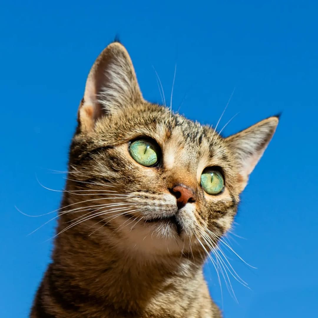 canvas image